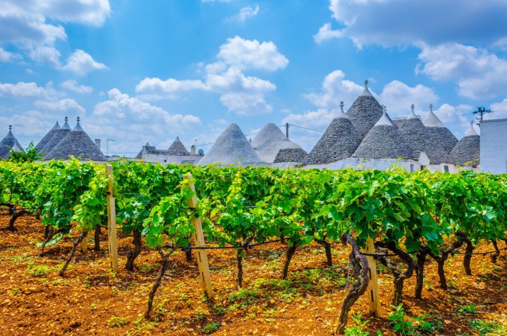 Vignes dans les Pouilles