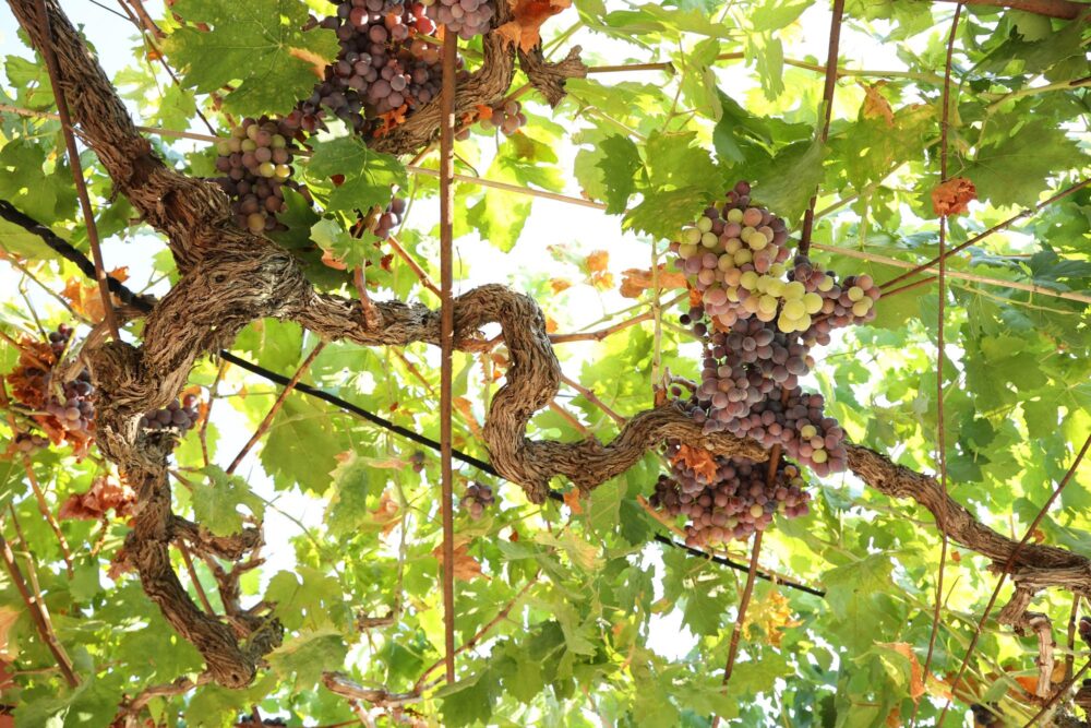 Vignes sur l'île de Zakynthos