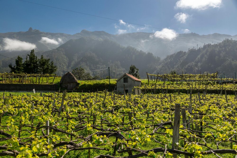 Vignoble de Madère