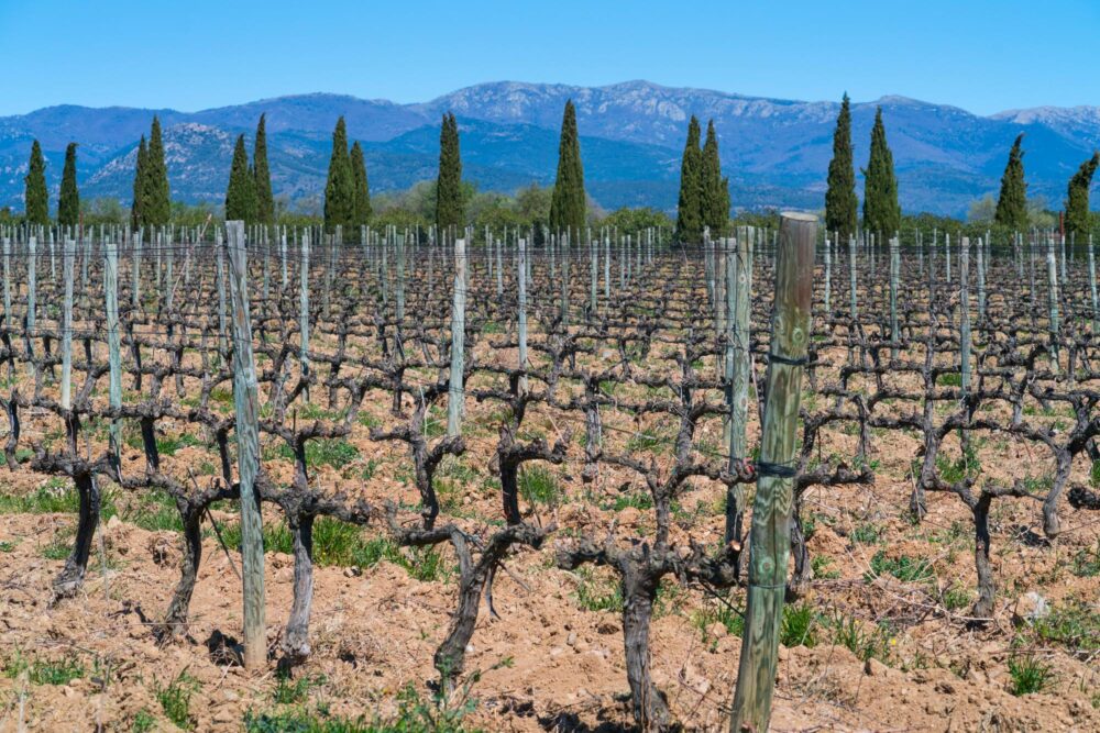 Vignobles dans la région de l'Alt Empordà près de Figueres