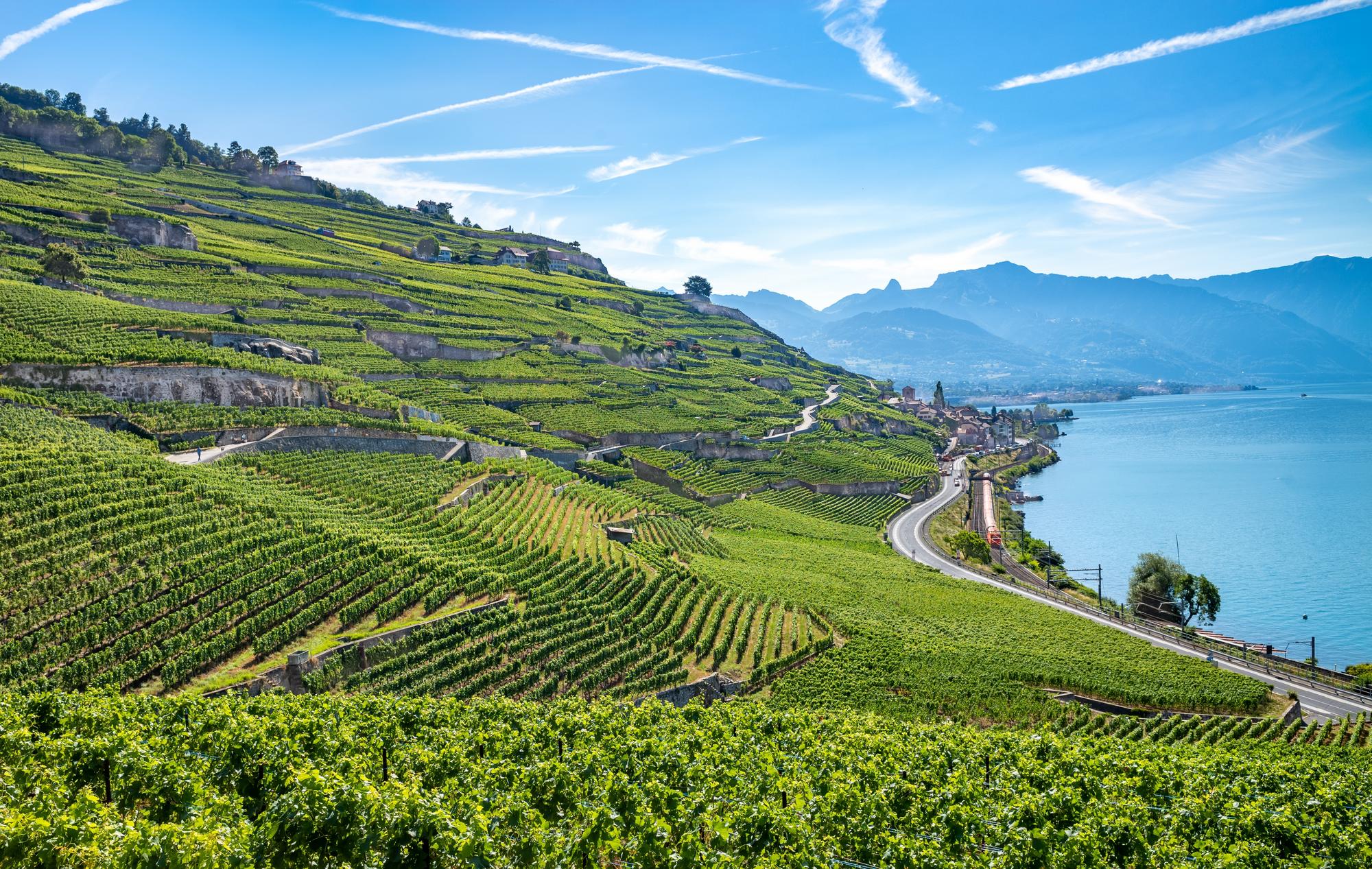 Vignobles de Lavaux et lac Léman