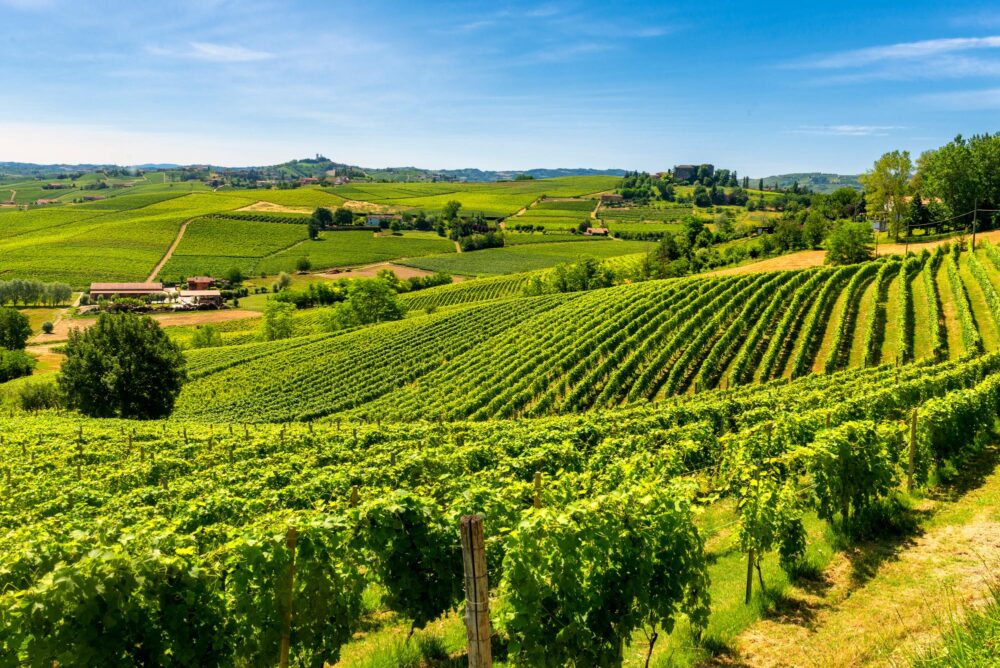 Vignobles du Piémont