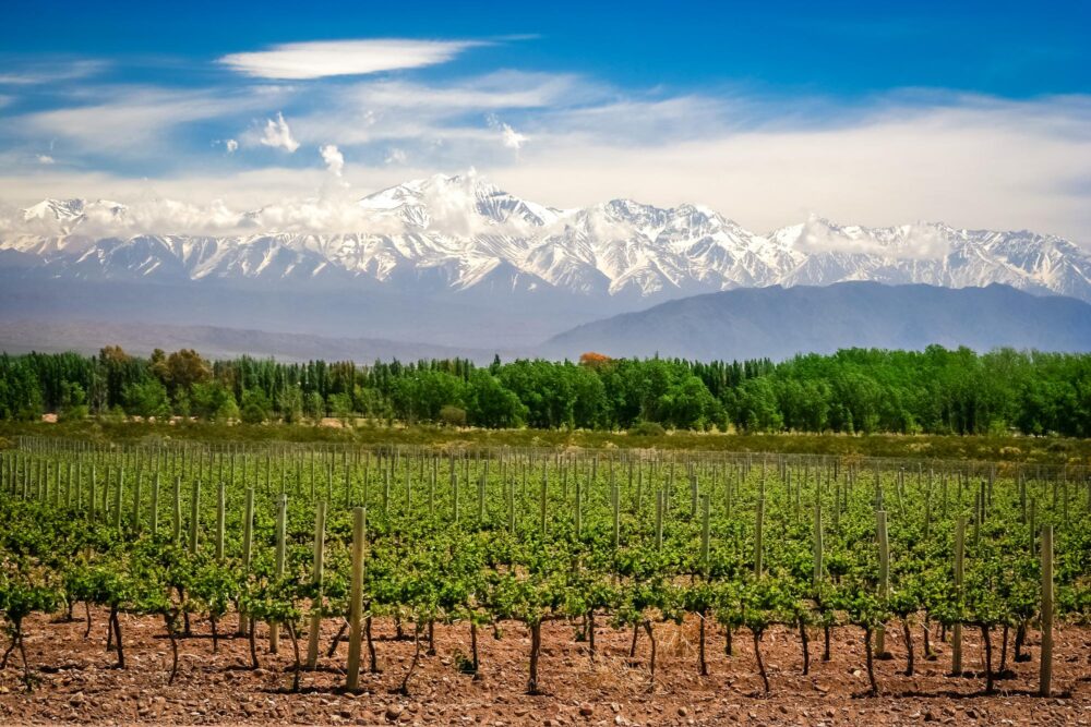 Vignobles près de Mendoza en Argentine avec les Andes en arrière-plan