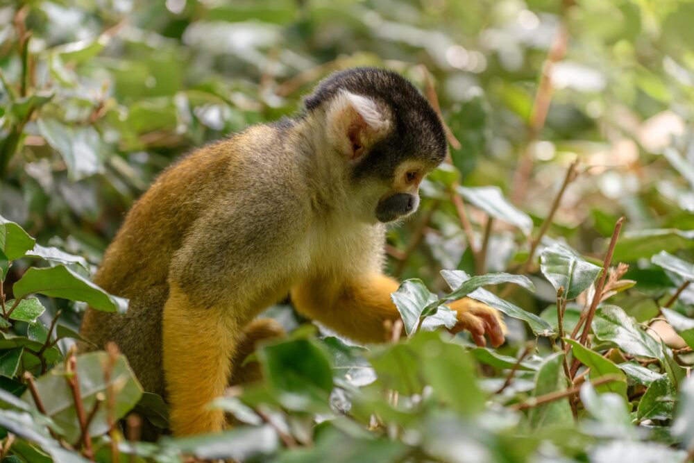 Visiter zoo des Sables d'Olonne