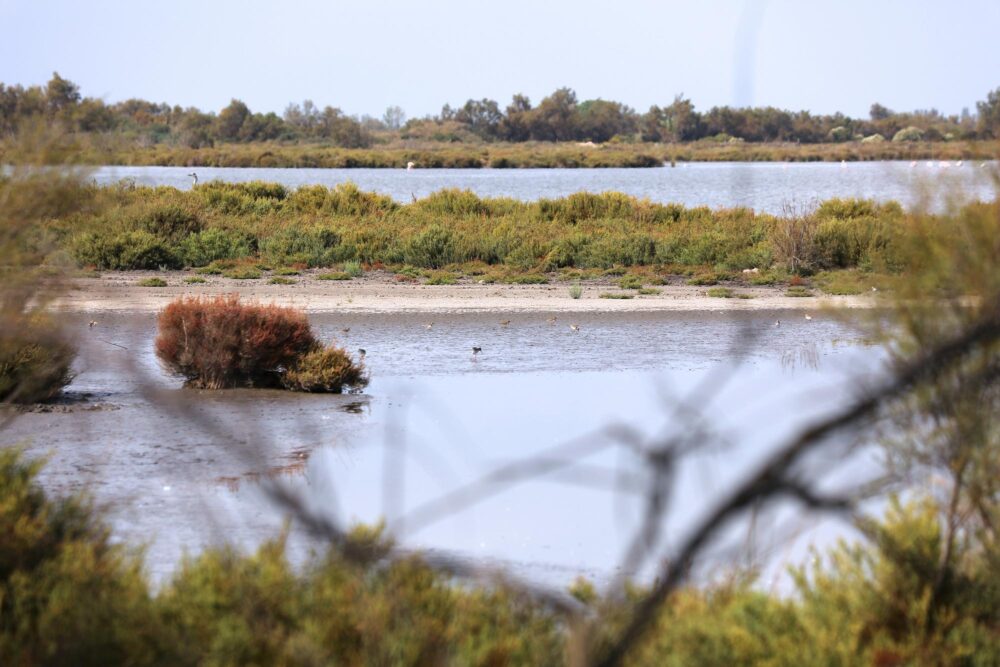 Vue sur le delta du Rhône en Camargue