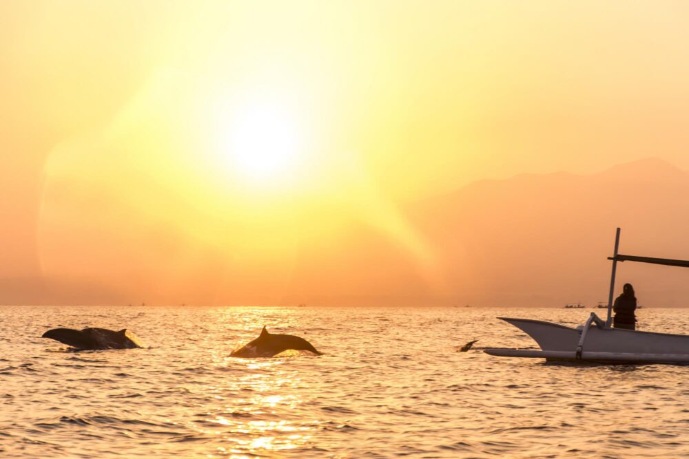 dauphins à Lovina Beach, Bali