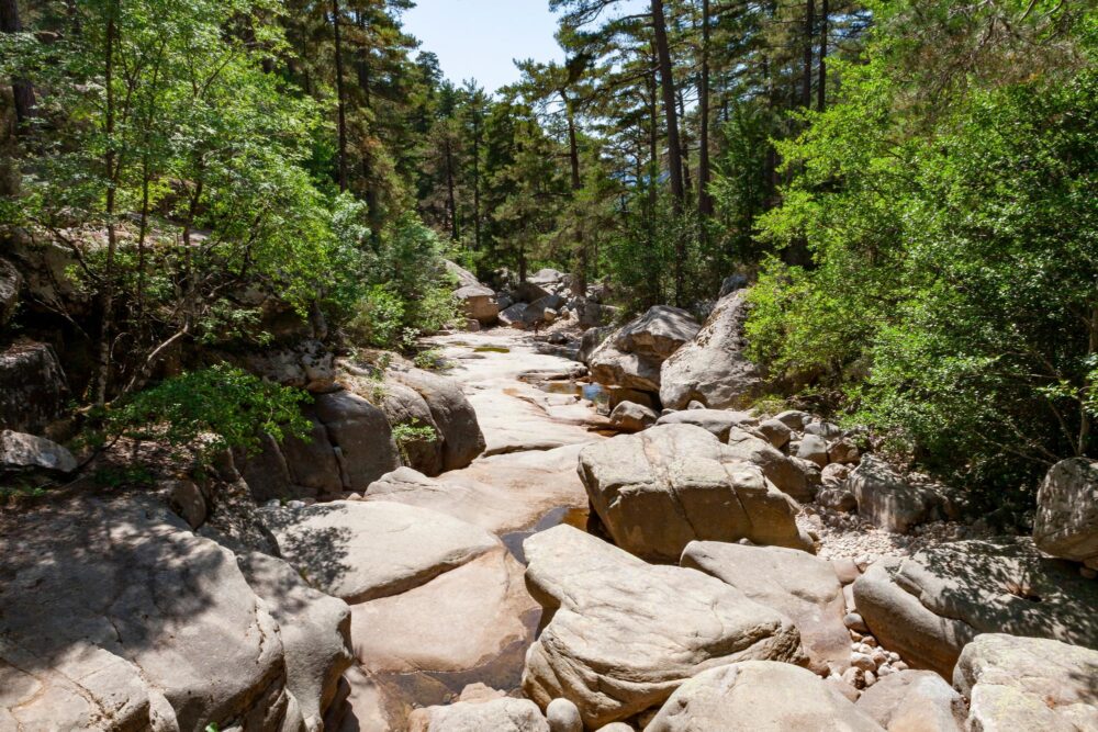 Que faire en Corse ? La forêt d’Aïtone
