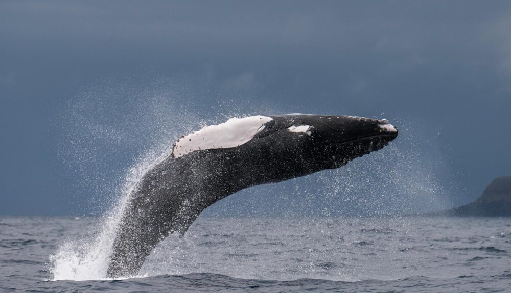 Baleine à bosse au large de l'île de Pico, Les Açores
