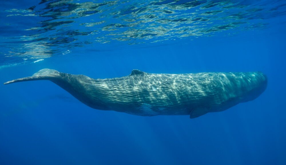 Baleines dans le sanctuaire de Pélagos