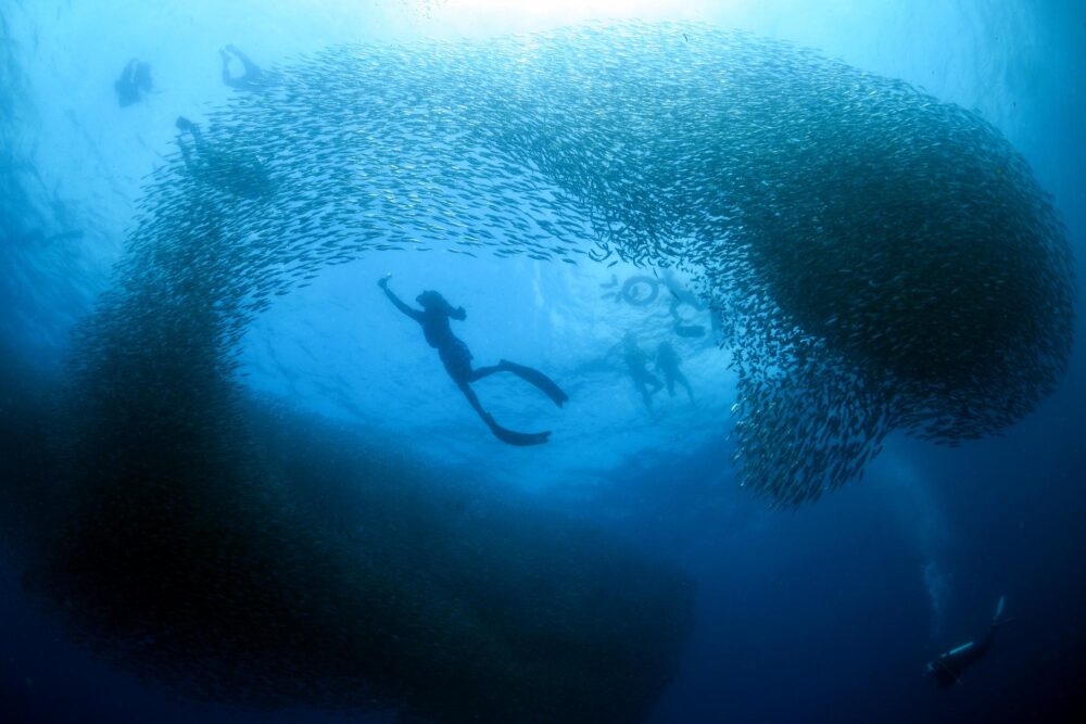 Banc de sardines à Moalboal, Philippines