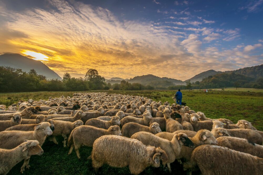 Berger en transhumance en Roumanie