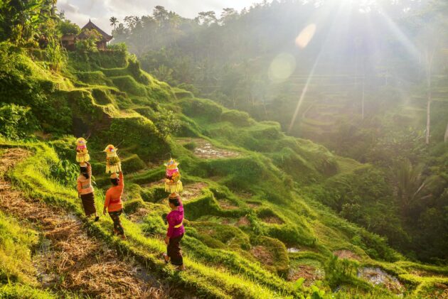 Cérémonie dans les rizières d'Ubud à Bali, Indonésie