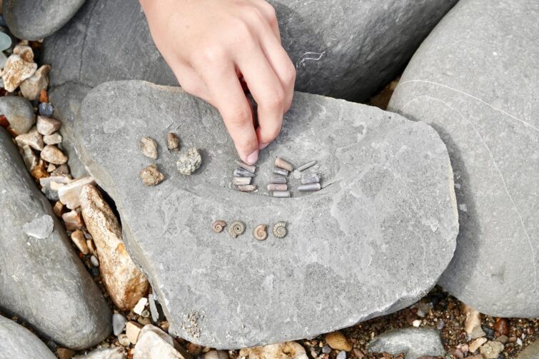 Charmouth Heritage Coast Centre