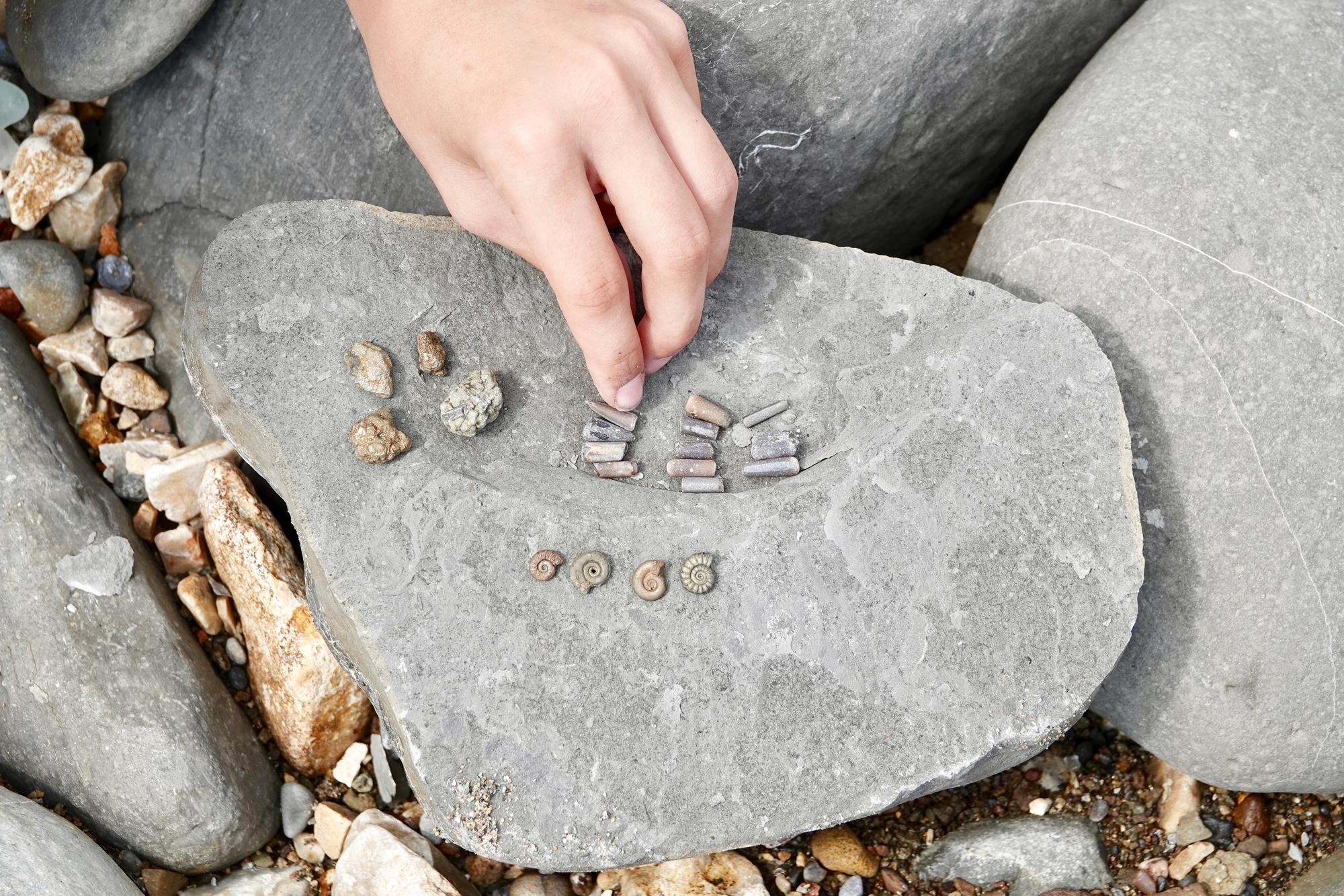 Charmouth Heritage Coast Centre