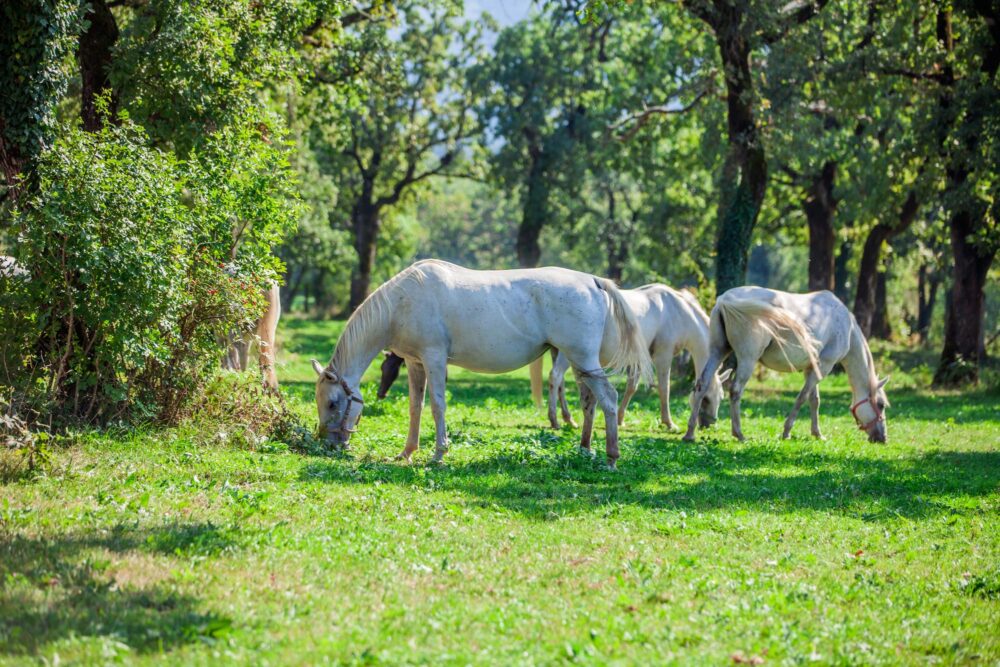 Chevaux de Lipica, Slovénie