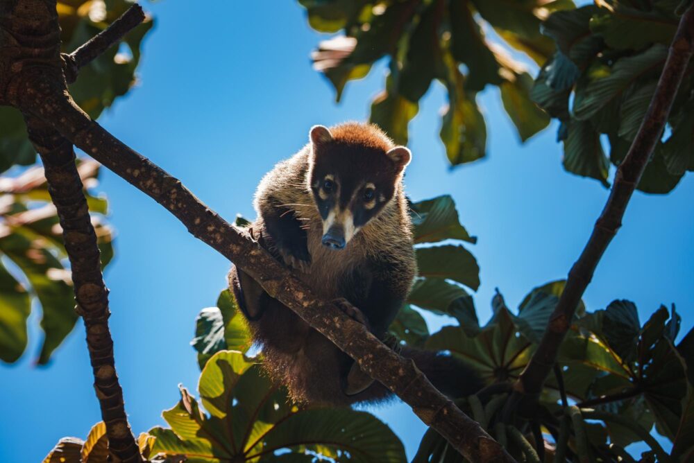 Coati dans le Parc national Manuel Antonio