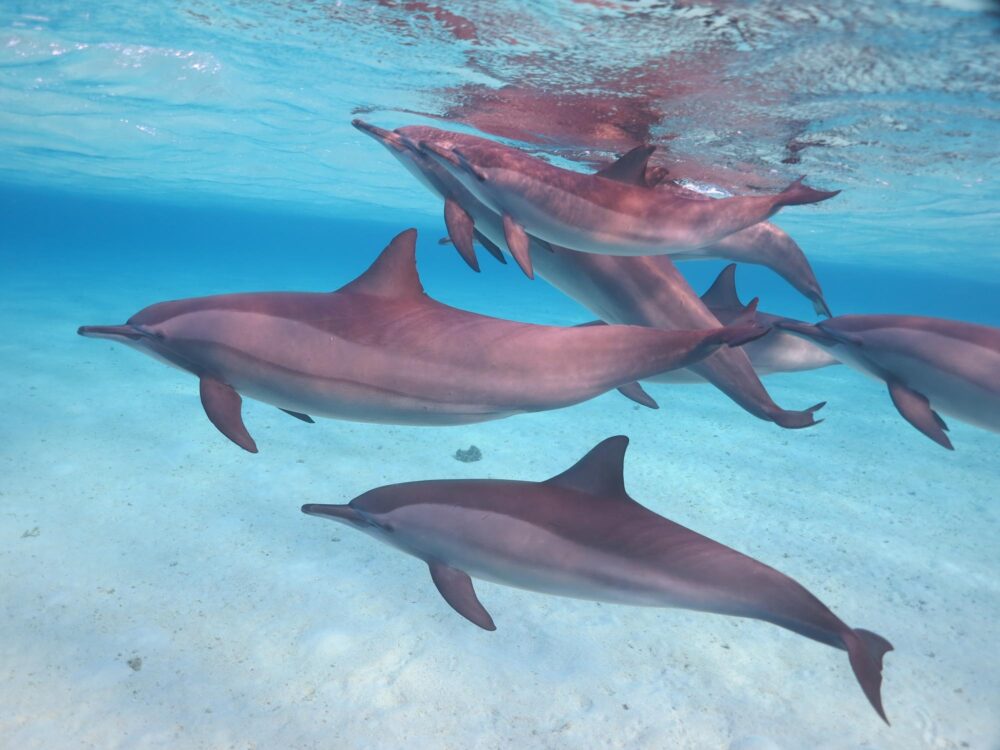 Dauphins à Marsa Alam