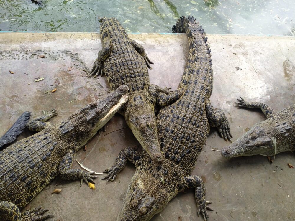Davao Crocodile Park, Philippines