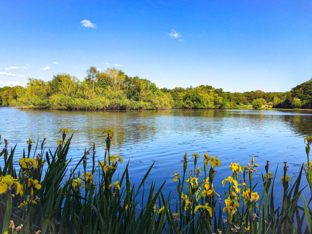 Epping Forest à Londres