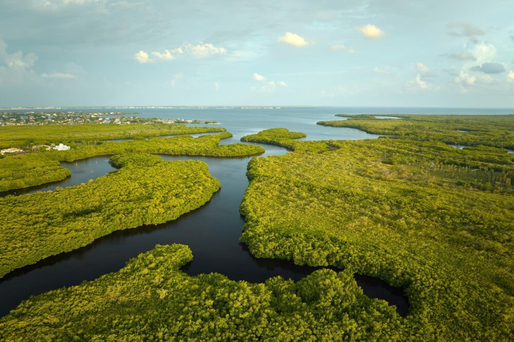 Everglades