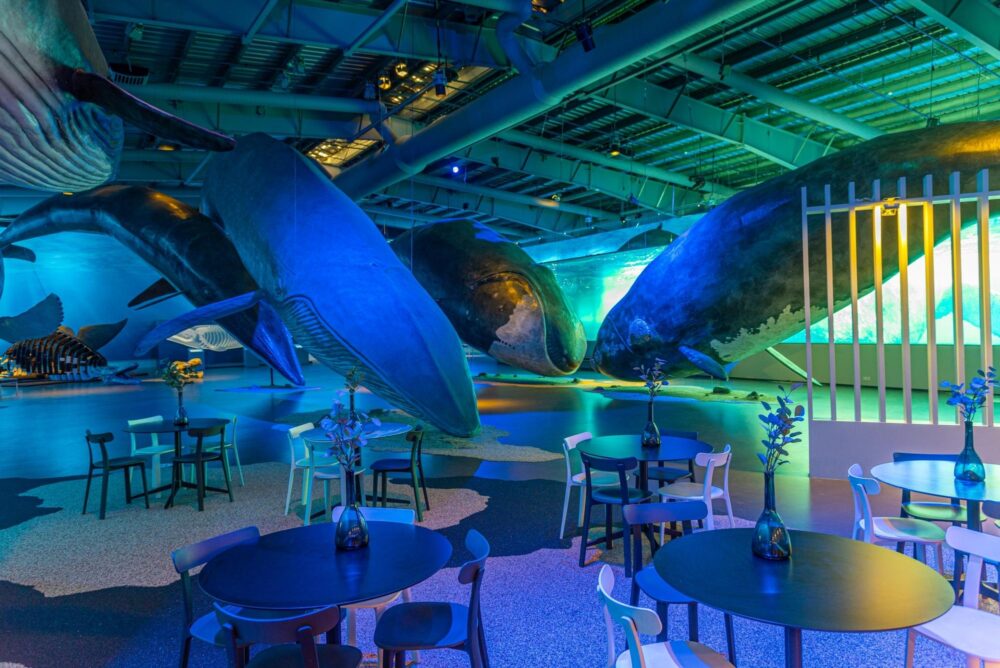 Expositions au musée des baleines d'Islande à Reykjavik, Islande.