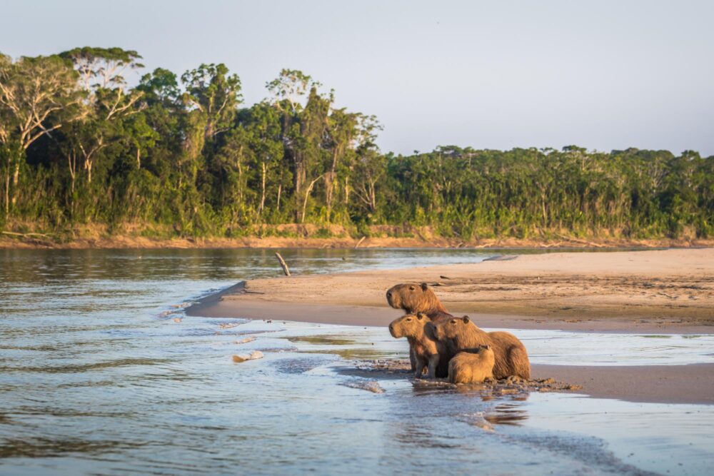 Famille de Capybara sur les rives de la forêt amazonienne dans le parc national de Manu, Pérou