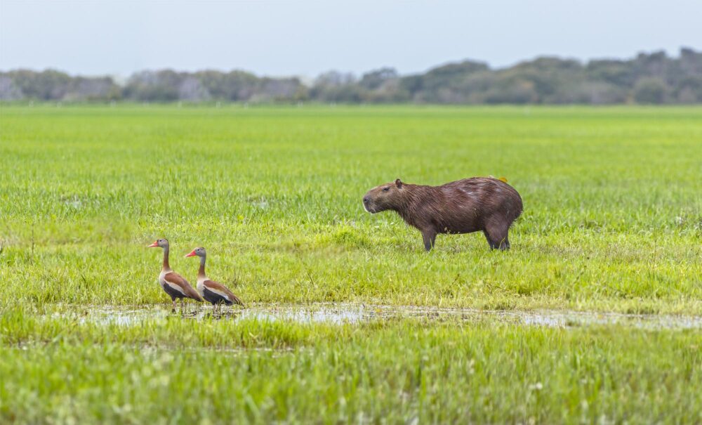 Faune dans les savanes de Los Llanos