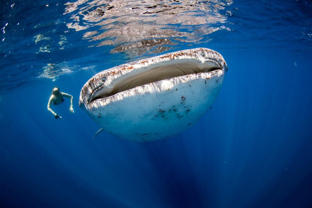 Femme nageant avec un requin-baleine