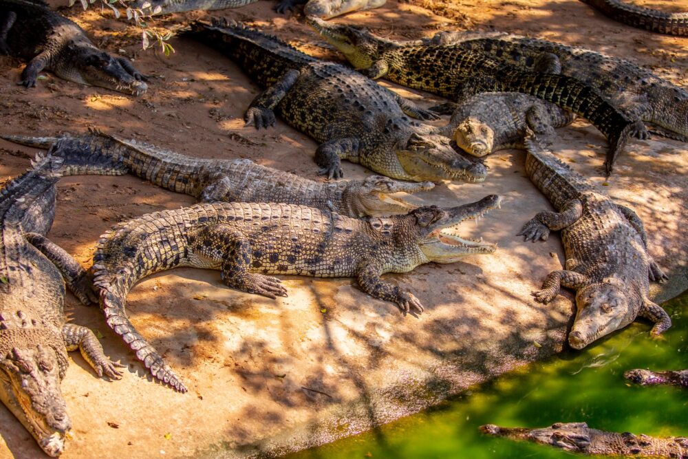 Ferme aux crocodiles