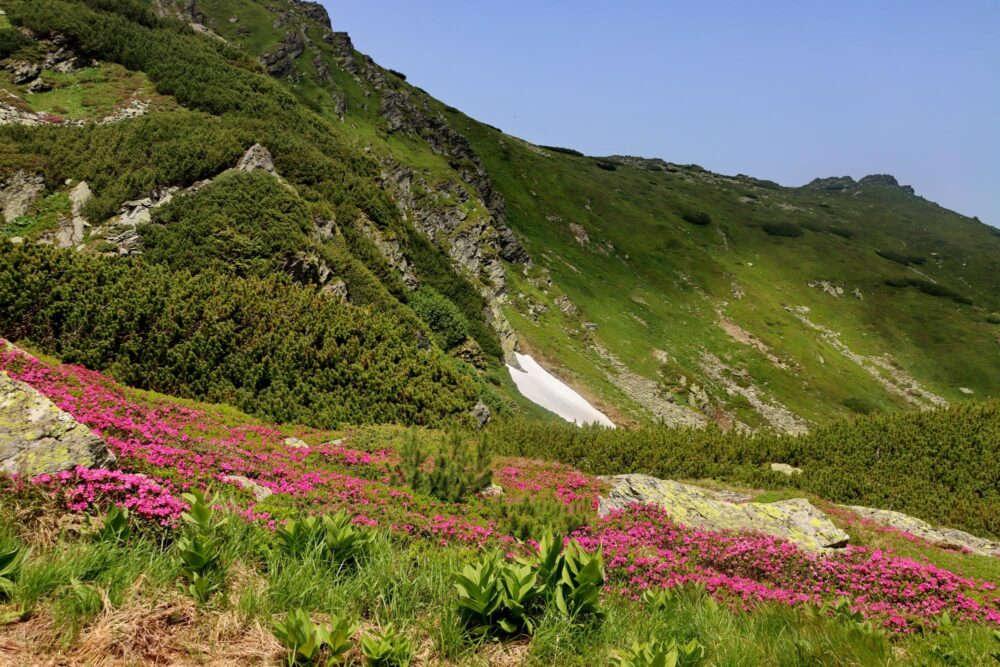 Floraison dans Les Monts Rodnei