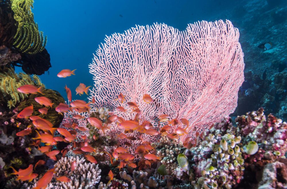 Fonds marins colorés à Anilao, Philippines