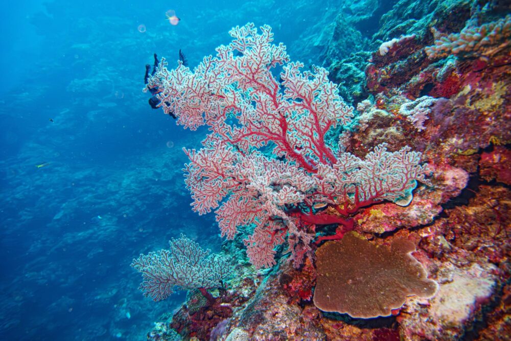 Fonds marins de la baie de Nouméa