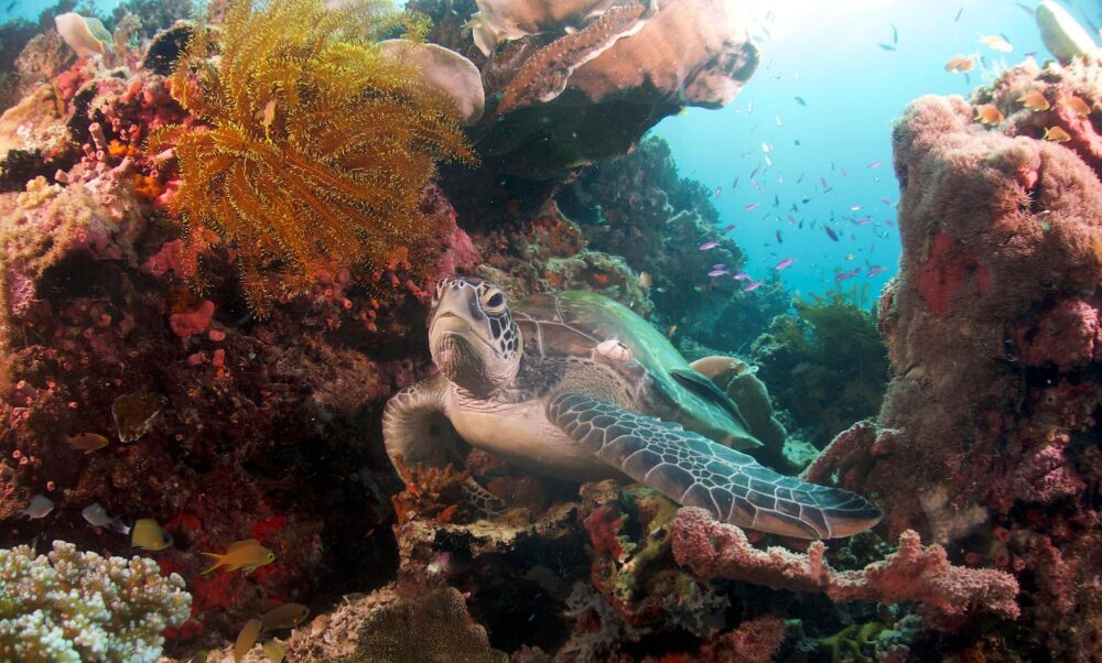Fonds marins de l'île de Balicasag aux Philippines