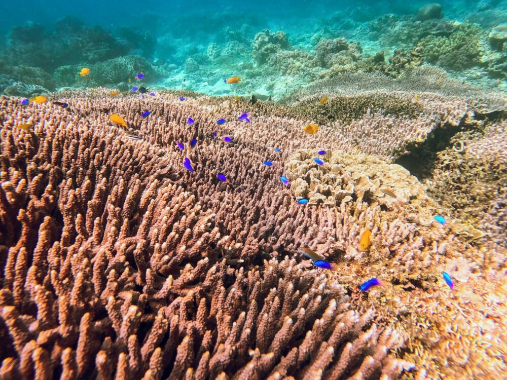 Fonds marins de l'île de Siquijor aux Philippines