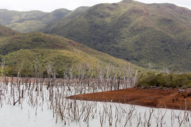 Forêt Noyée de Yaté, Nouvelle Calédonie