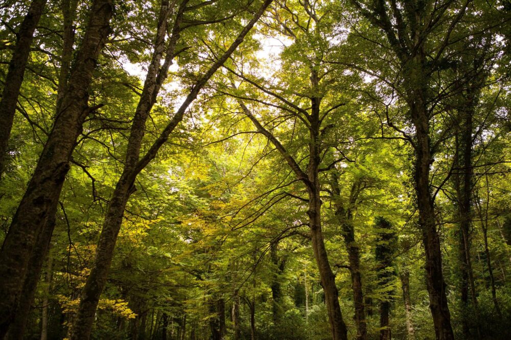 Forêt Umbra