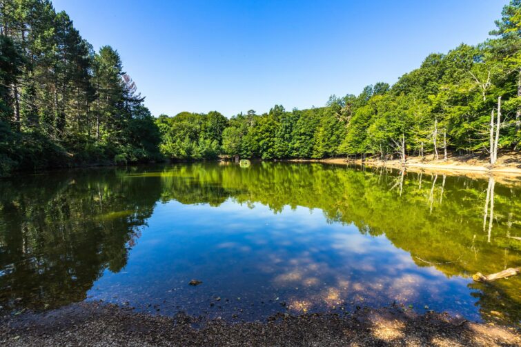 Forêt Umbra en Italie
