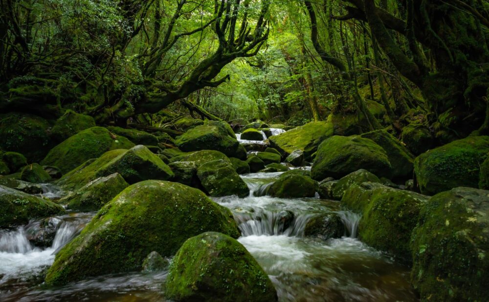 Forêt luxuriante et cascades vous attendent sur l'île de Yakushima au Japon