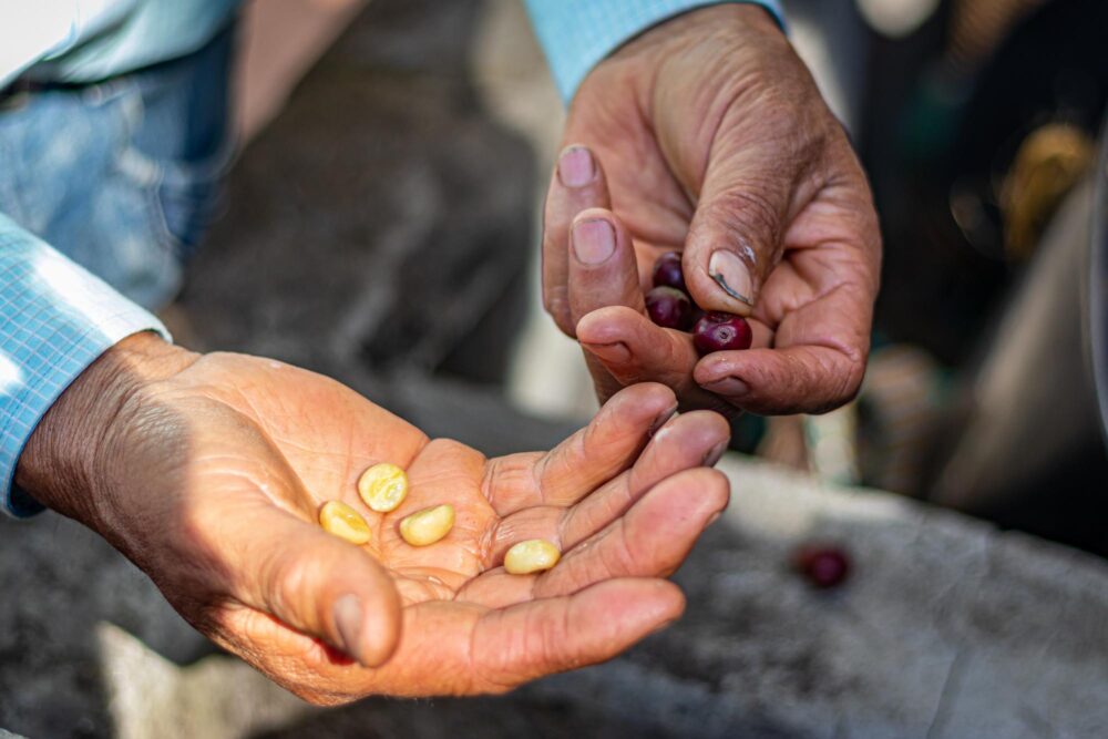 Grains de café dans une finca en Colombie