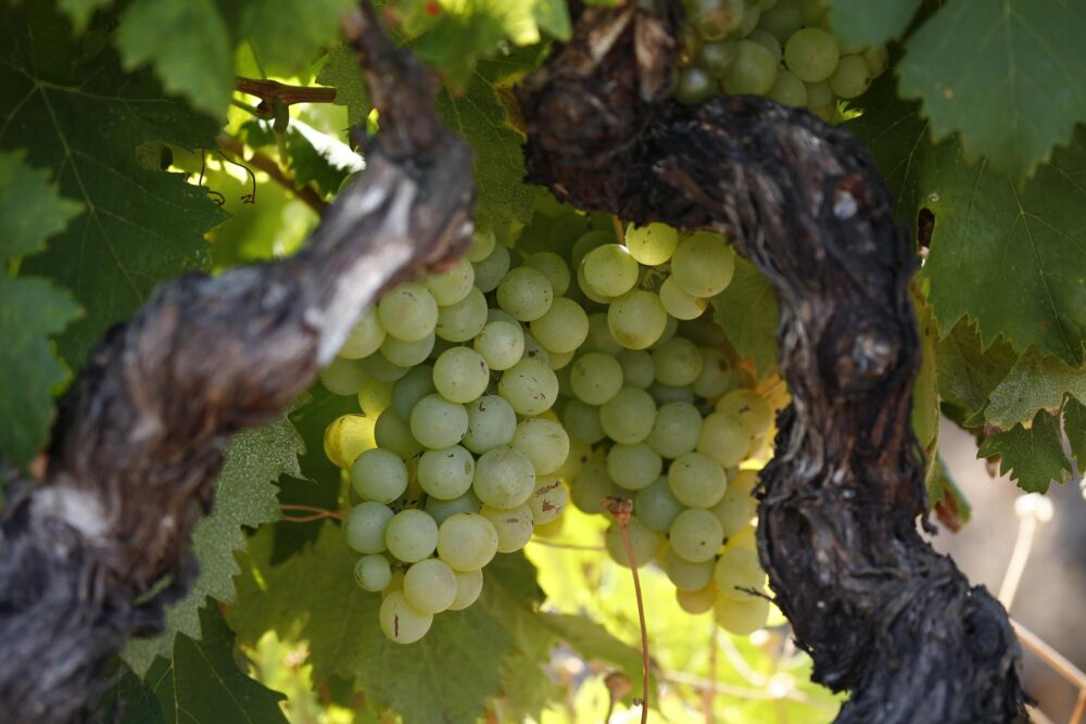 Grappe de raisins corse