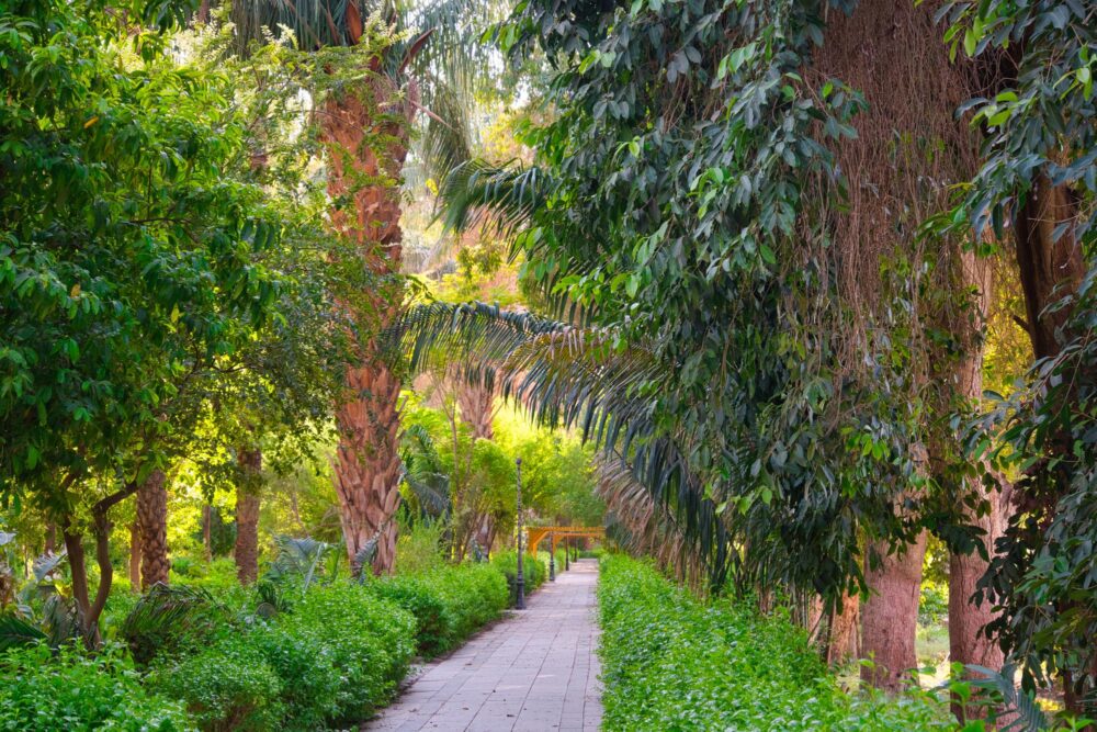 Jardin botaniques de l’île Kitchener, Assouan