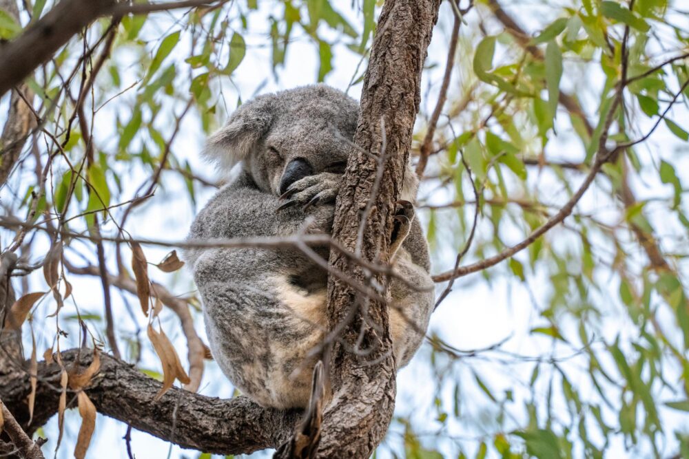 Koala, Magnetic Island