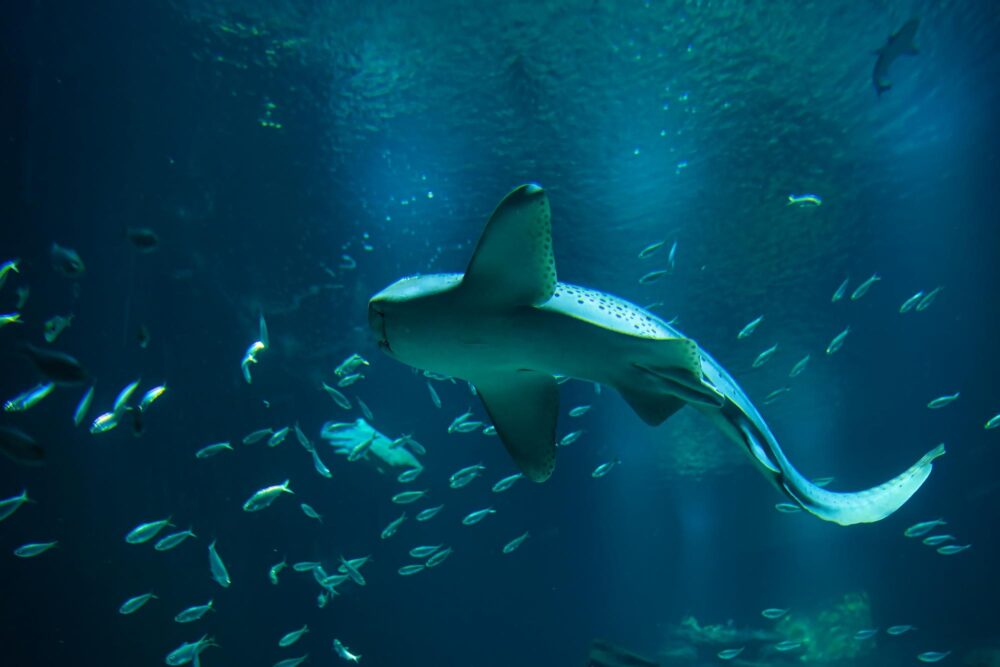 L’Aquarium de Paris