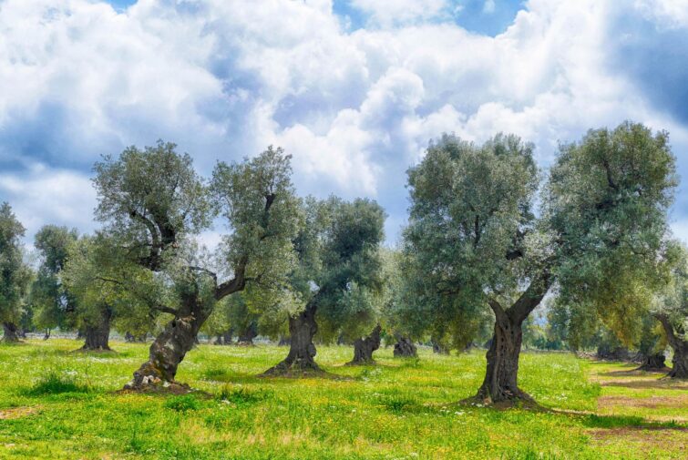 La Masseria Brancati
