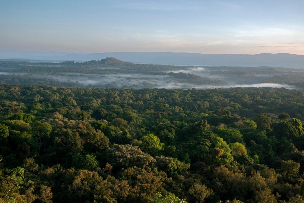 La Réserve nationale de la forêt de Kakamega, Kenya