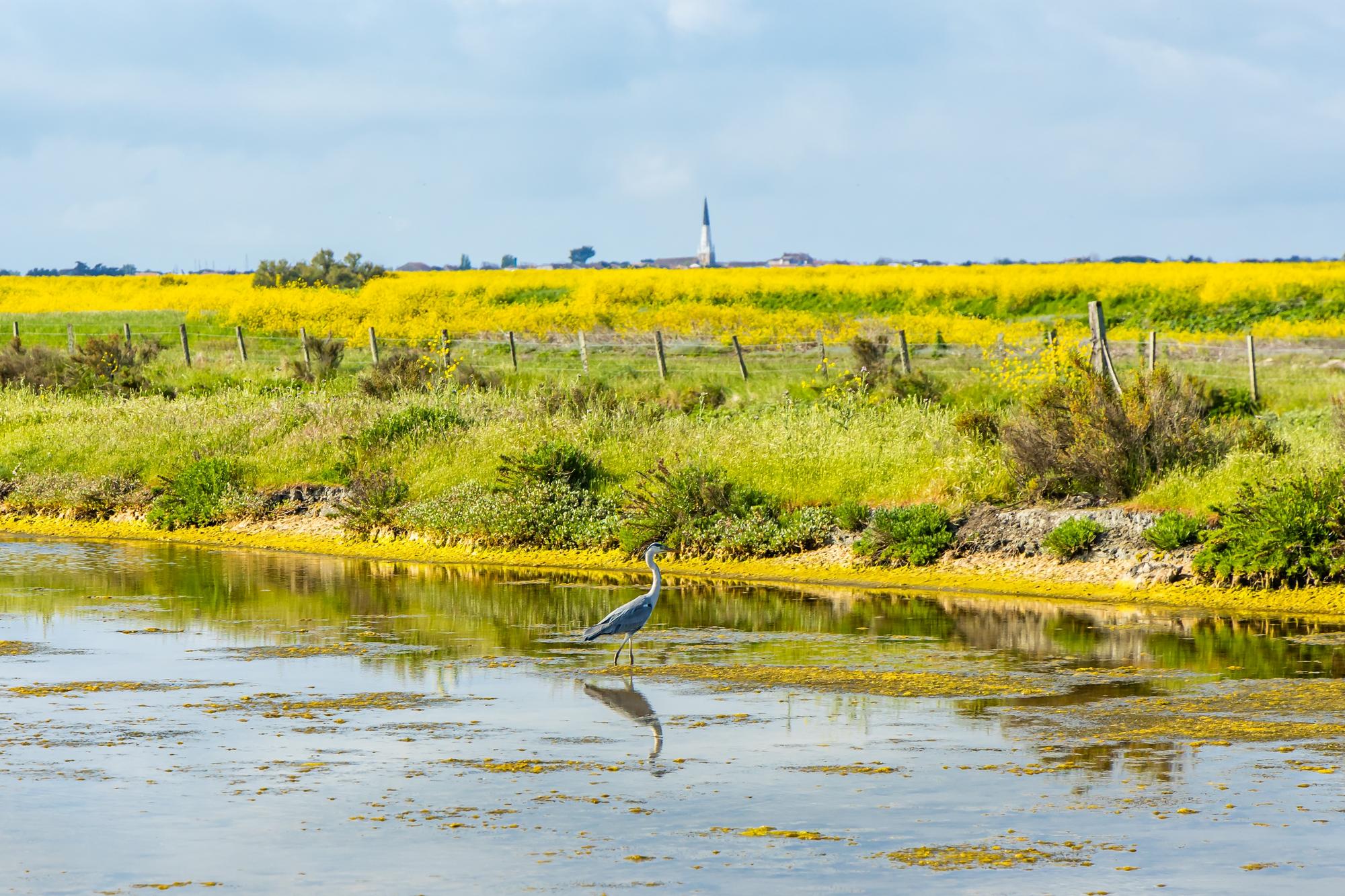 La Réserve naturelle nationale de Lilleau des Niges, Ile de ré