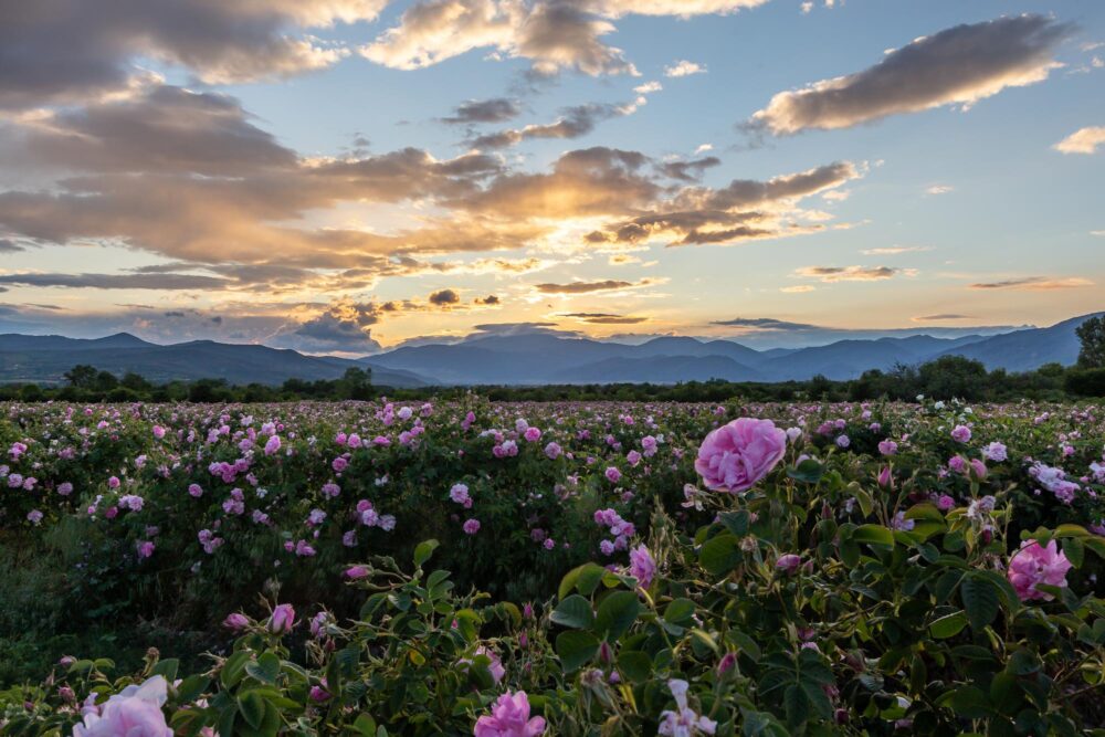 La Vallée des Roses