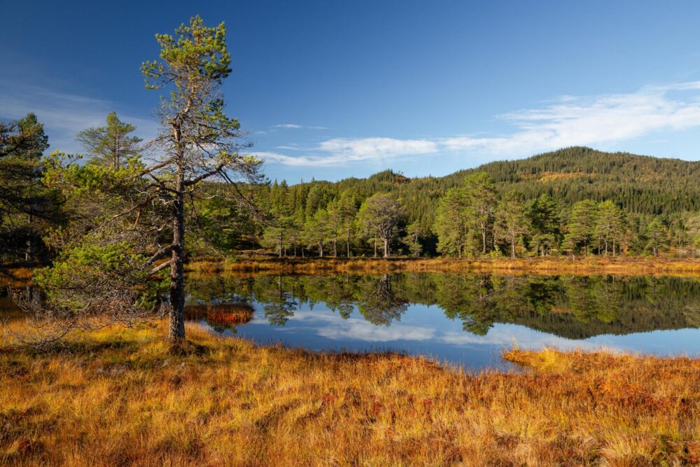 La forêt de Bymarka