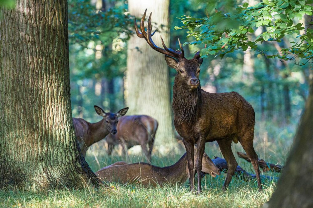 La forêt de Dyrehaven