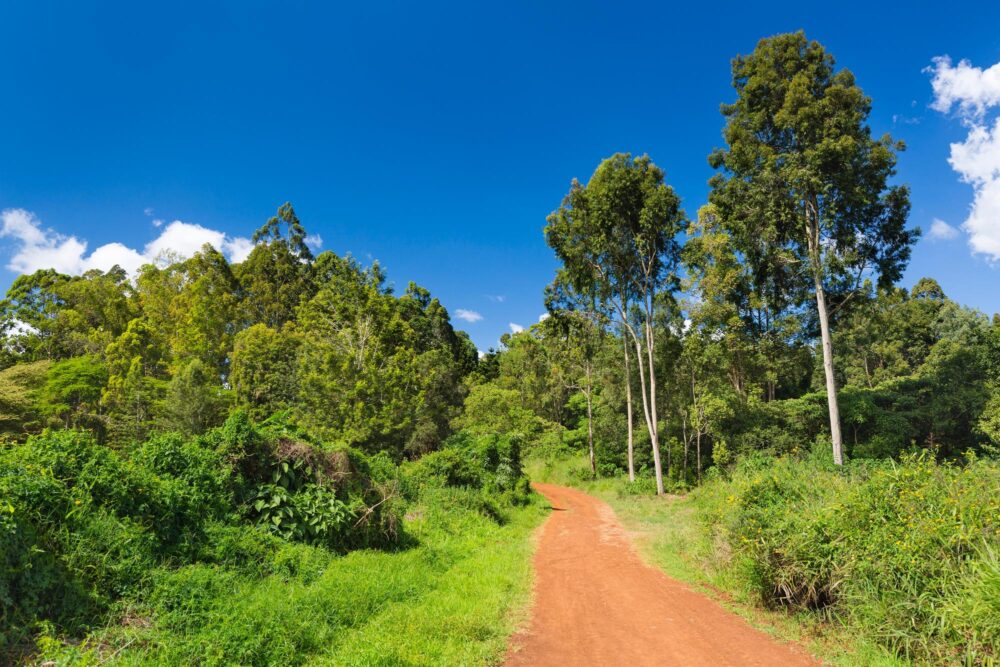 La forêt de Karura, Kenya
